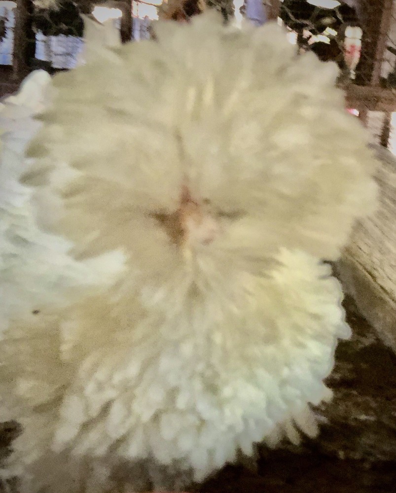 White Polish Frizzle Bantam Hatching Eggs 15+NPIP