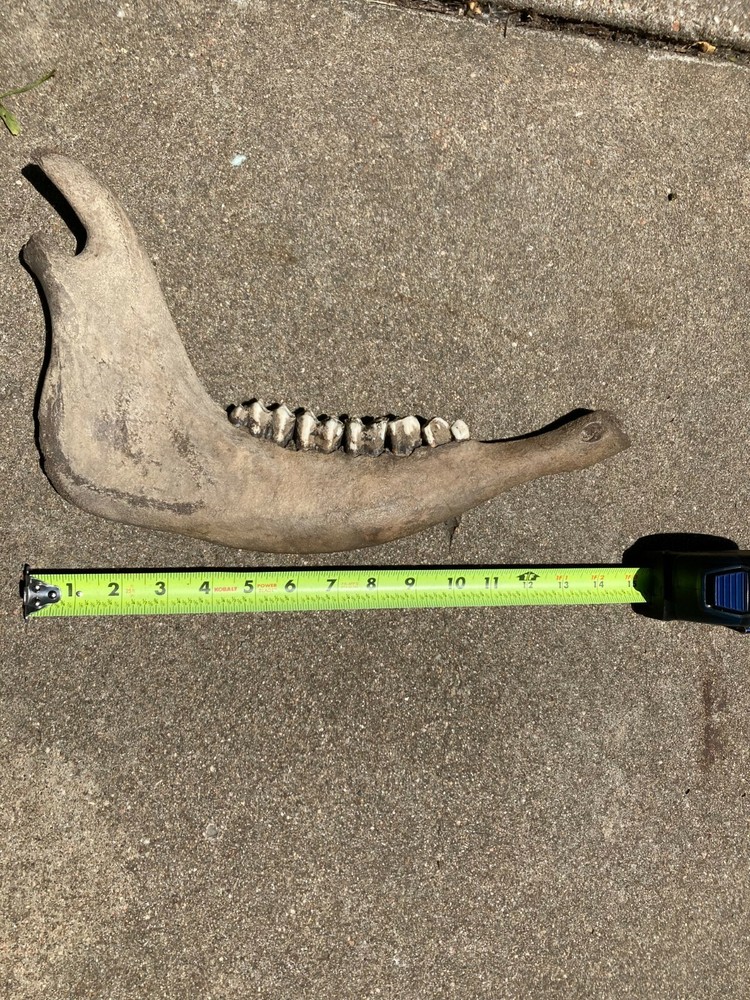 Ancient Bison jawbone with teeth