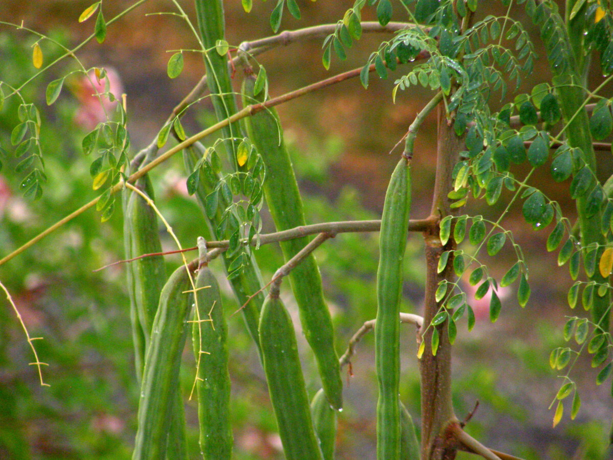 Moringa Seeds for Planting | Non-GMO Wingless from India Very Fresh | Bulk
