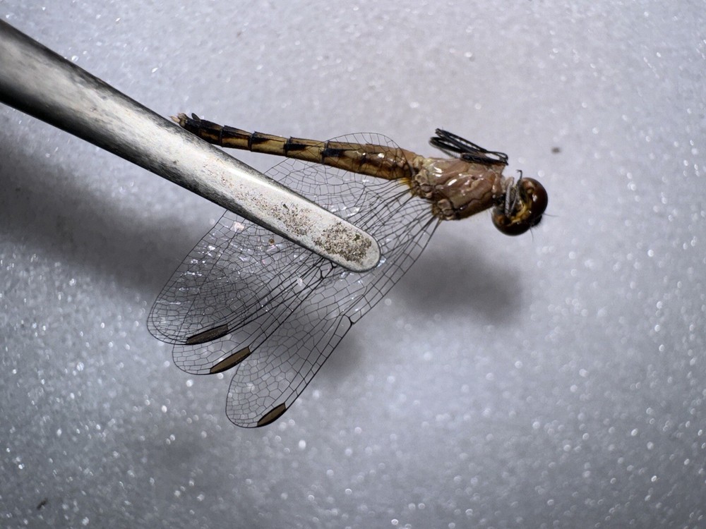 SMALL YELLOW DRAGONFLY # 2