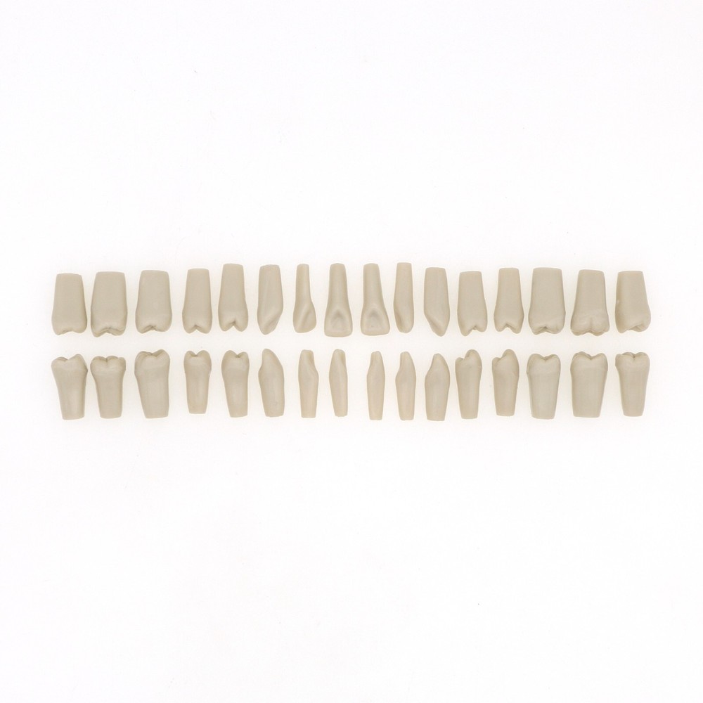 US Columbia Dentoform 860 Type Dental Tooth Model With 32pcs Replacement Teeth
