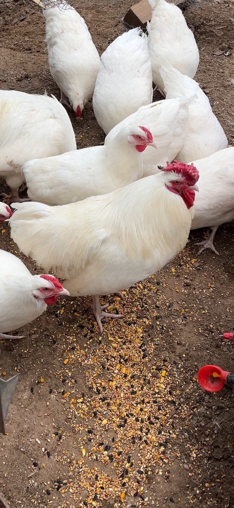 Two Dozen Threatened Rose Comb White Dorking Hatching Eggs