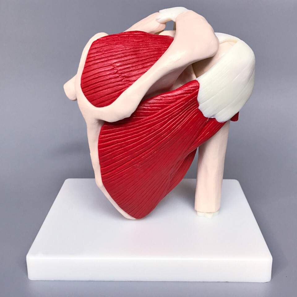 Life Size Human Shoulder Joint Model with Muscles and Ligaments Anatomic Model