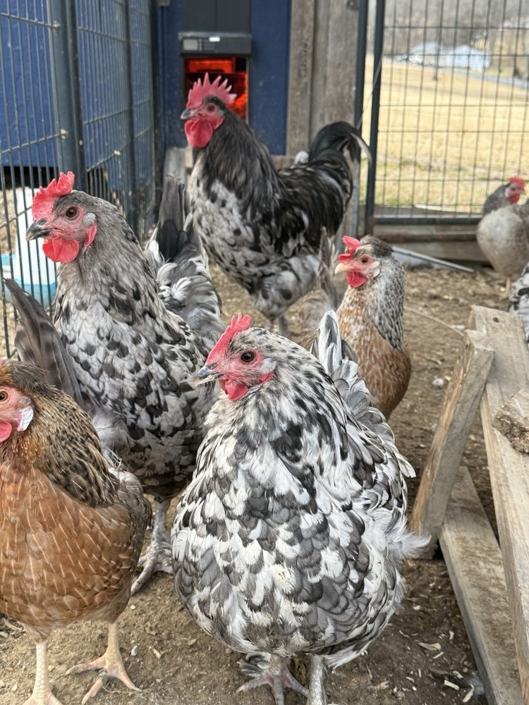 Blue Splash Maran Hatching Eggs 6+