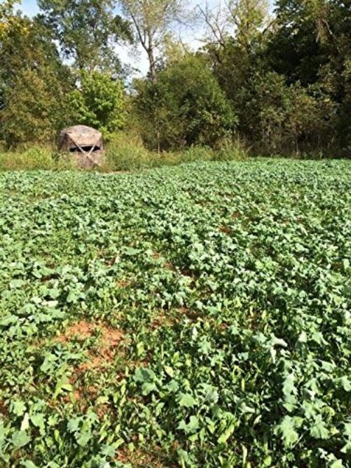 Nutritious 7 Card Stud Deer Seed Blend