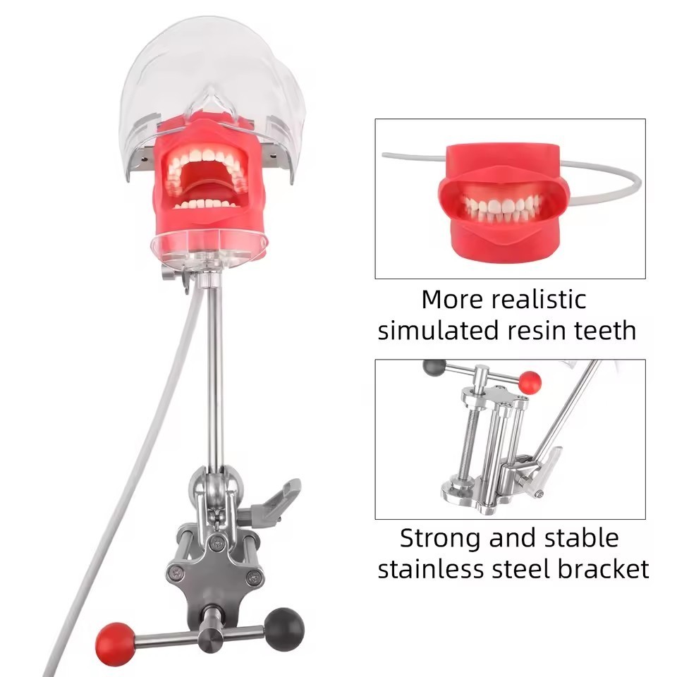 Dental Head Model Simulator Manikin Phantom With Bench Mount 28 Removable Teeth