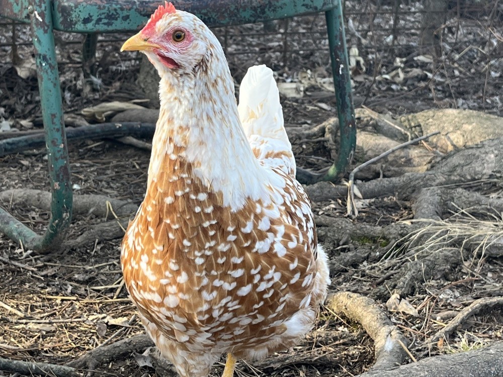 Swedish Flower Eggs 15+ Pack