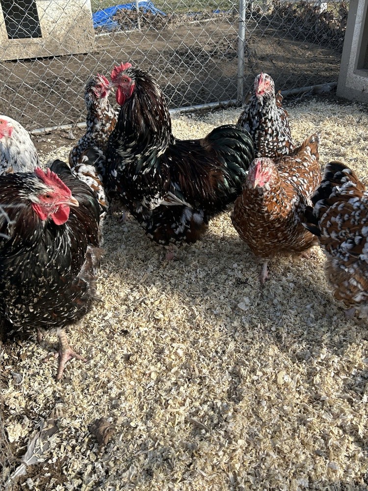 Jubilee Orpington Hatching Eggs 12+