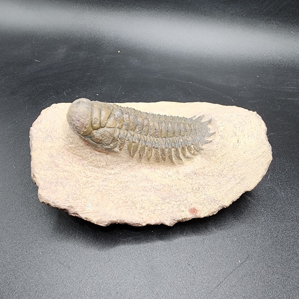 Trilobite 2.5"
