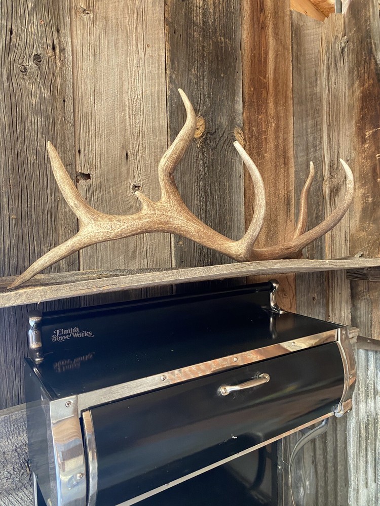 Very Cool Elk Shed ~ Antler