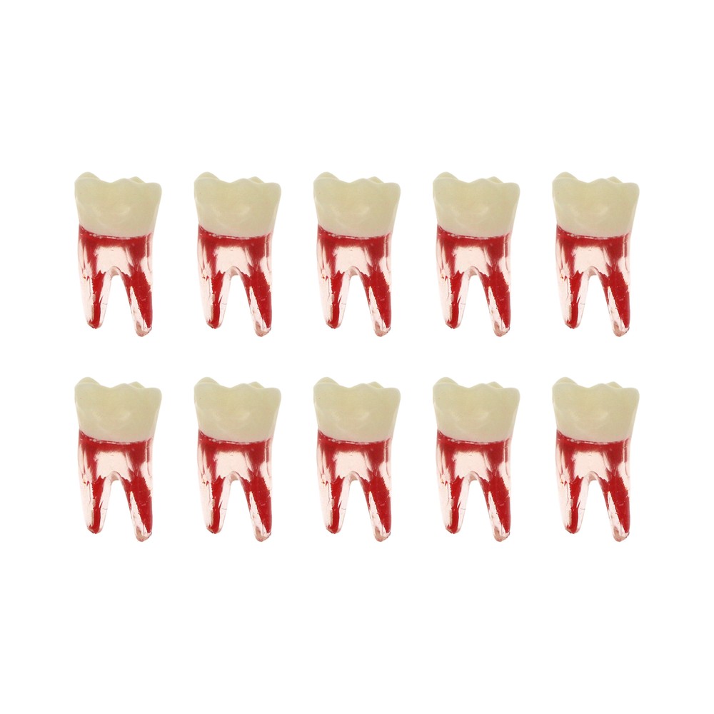 7 Sizes Dental Endodontic Root Canal RCT Practice Endo Teeth Model Pulp Study