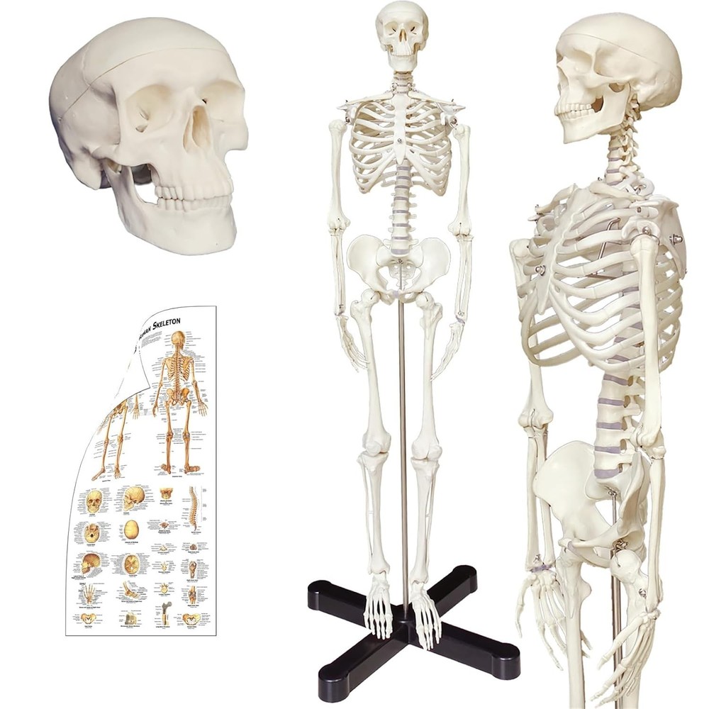 33.5" Human Skeleton Anatomy Model with Stand, Movable Limbs & Chart