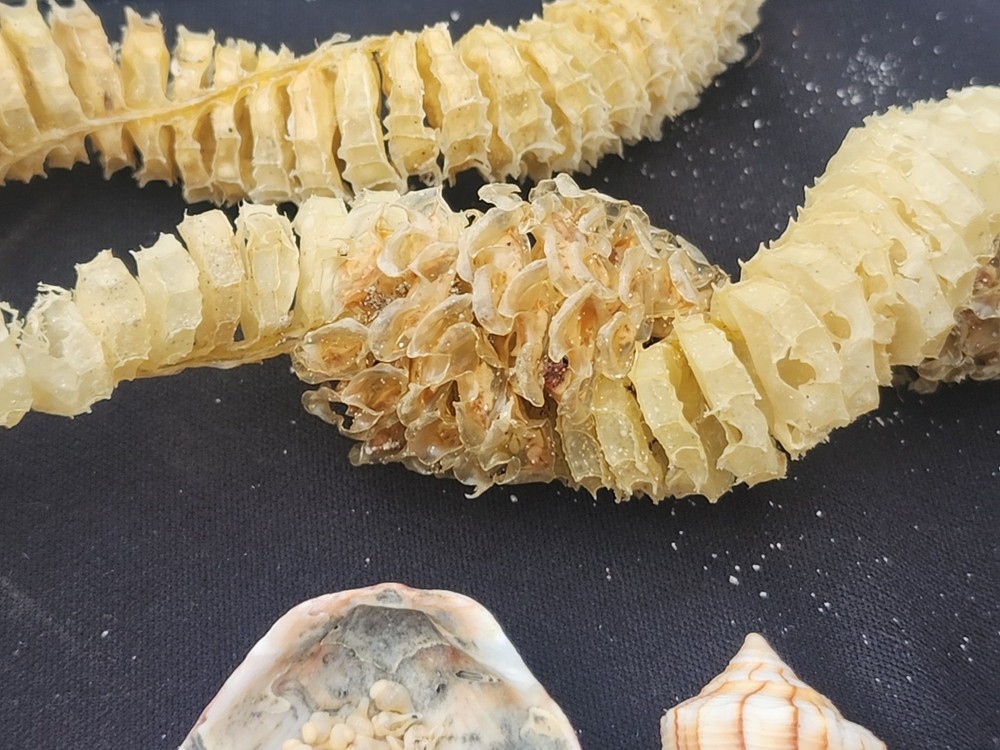 Natural Lightning Whelk Egg Casing Sac Protoconch Shell SeashellFlorida Specemin