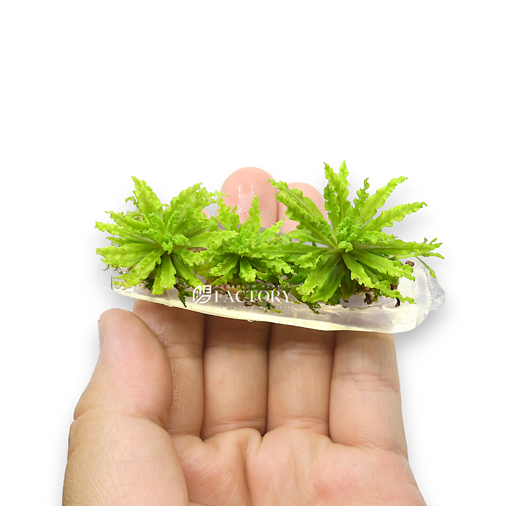 Pogostemon Helferi Downoi Tissue Culture