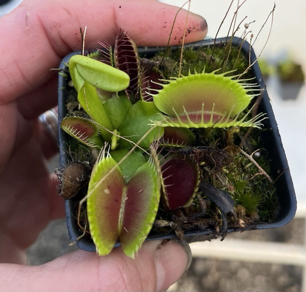 Dionaea Muscipula B52 Potted Venus Flytrap Plant