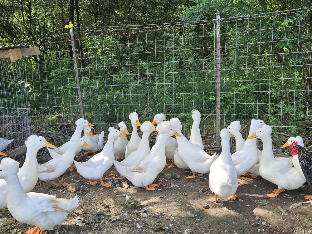 6 White Crested Duck Hatching Eggs