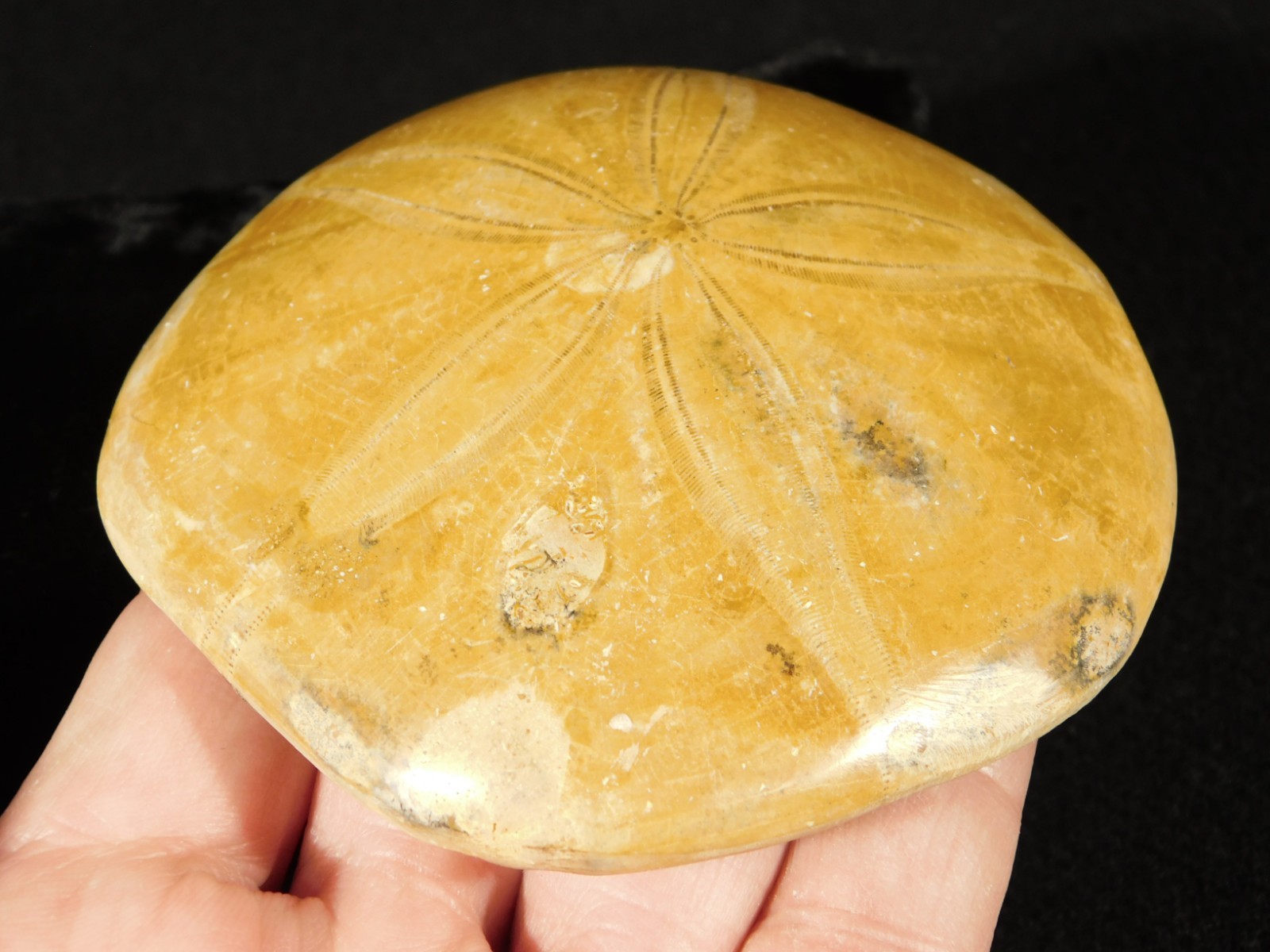 Big! Polished 150 Million Year Old! SAND DOLLAR Fossil Madagascar 194gr