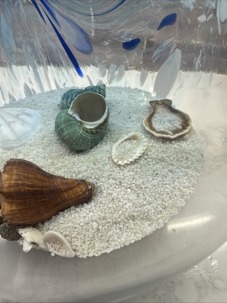 Seashell And Sand Globe 8 Inch’s