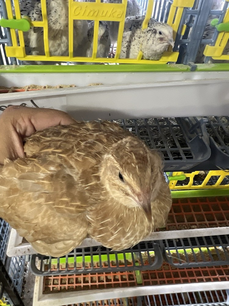 12+ count Ginger Quail Coturnix hatching eggs