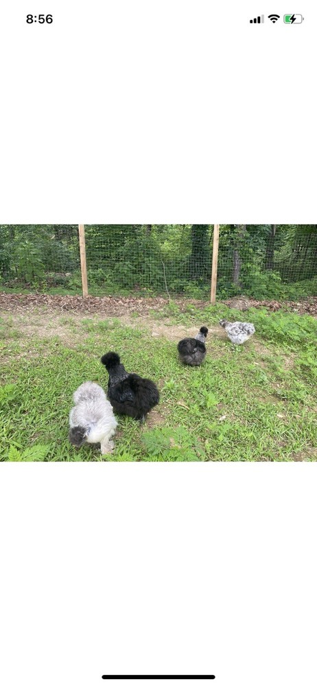 12 Bearded Silkie Hatching Eggs