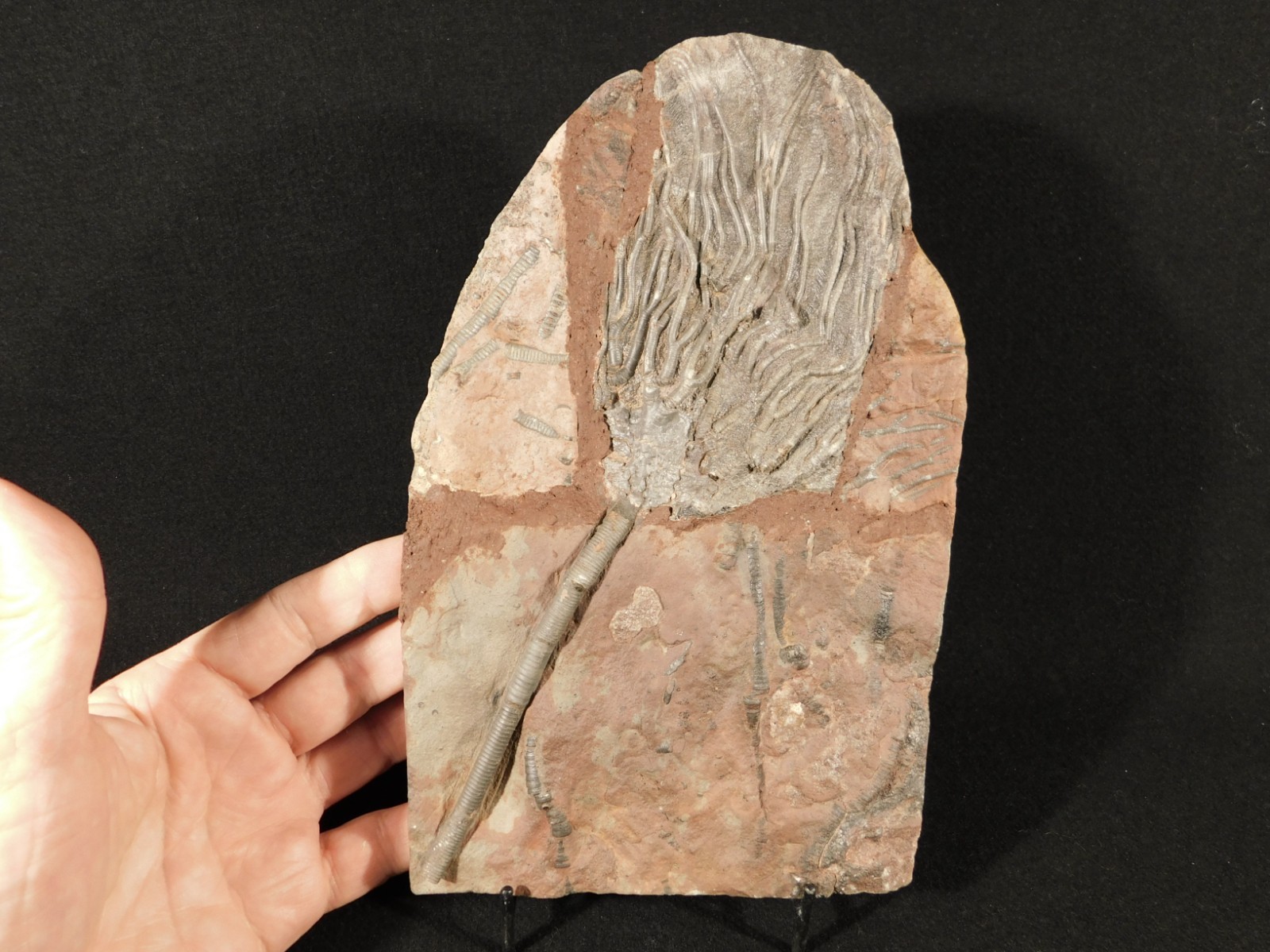 LARGER! 430 Million Year Old! CRINOID Fossil or Sea LILY Fossil Morocco 1133gr