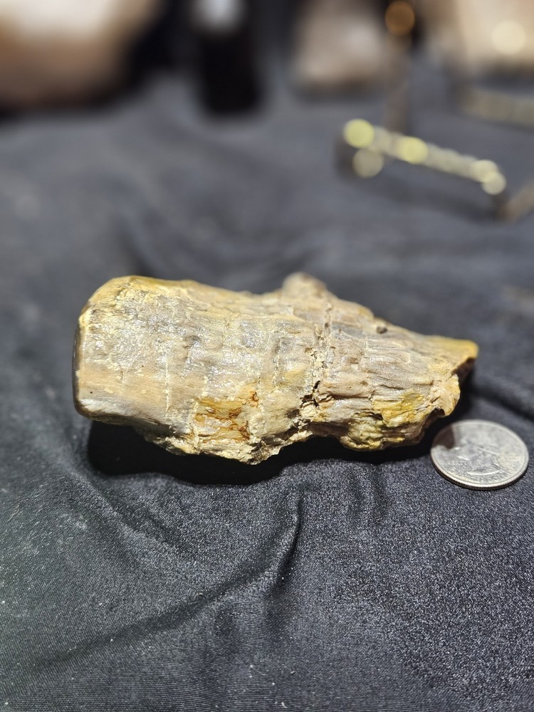 Petrified Limb Polished Specimen (7.8oz)