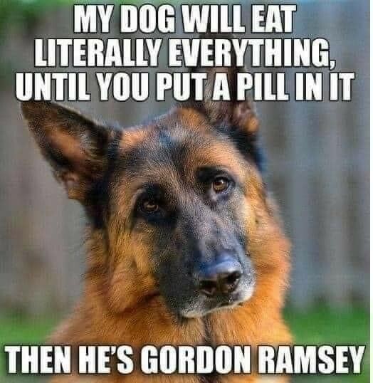 german Shepard refrigerator magnet 3 1/2" x 4  1/2"
