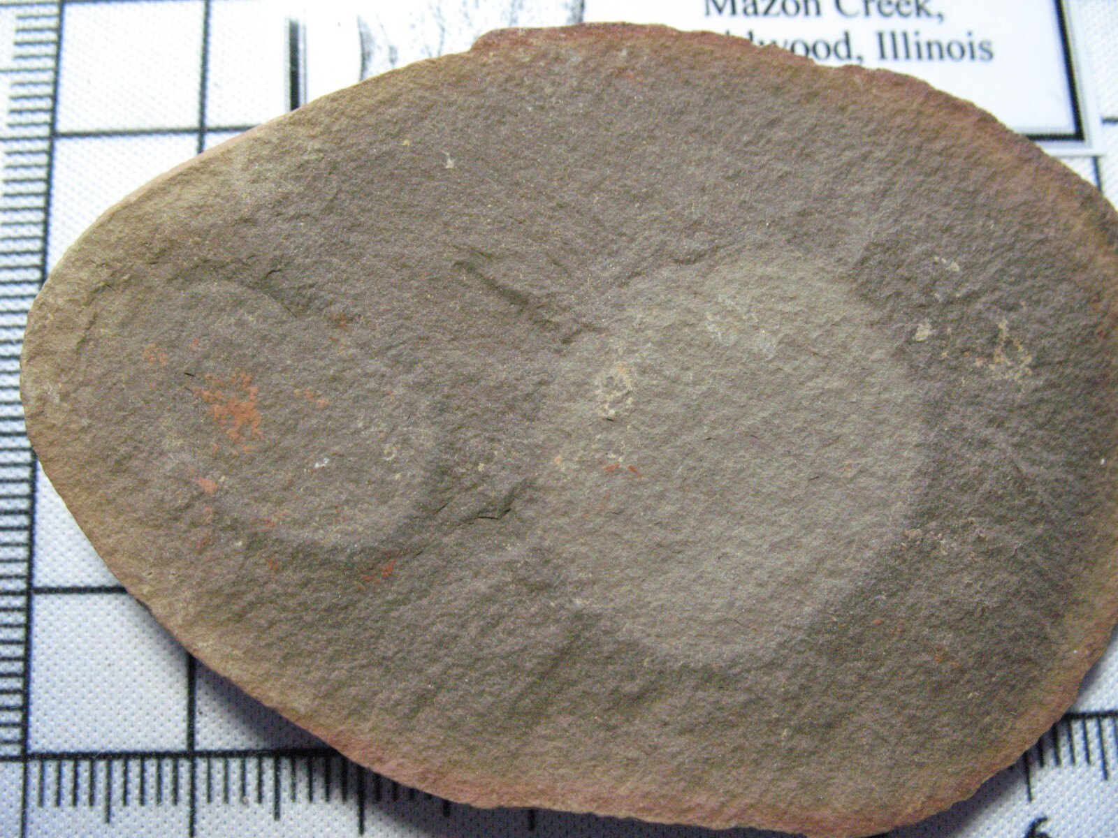Pennsylvanian Carboniferous Mazon Creek fossil - Essexella jelly fish #15