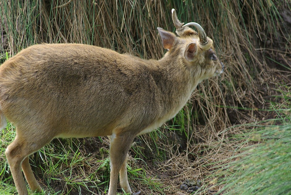 Muntjac Taxidermy Reference Photo Cd