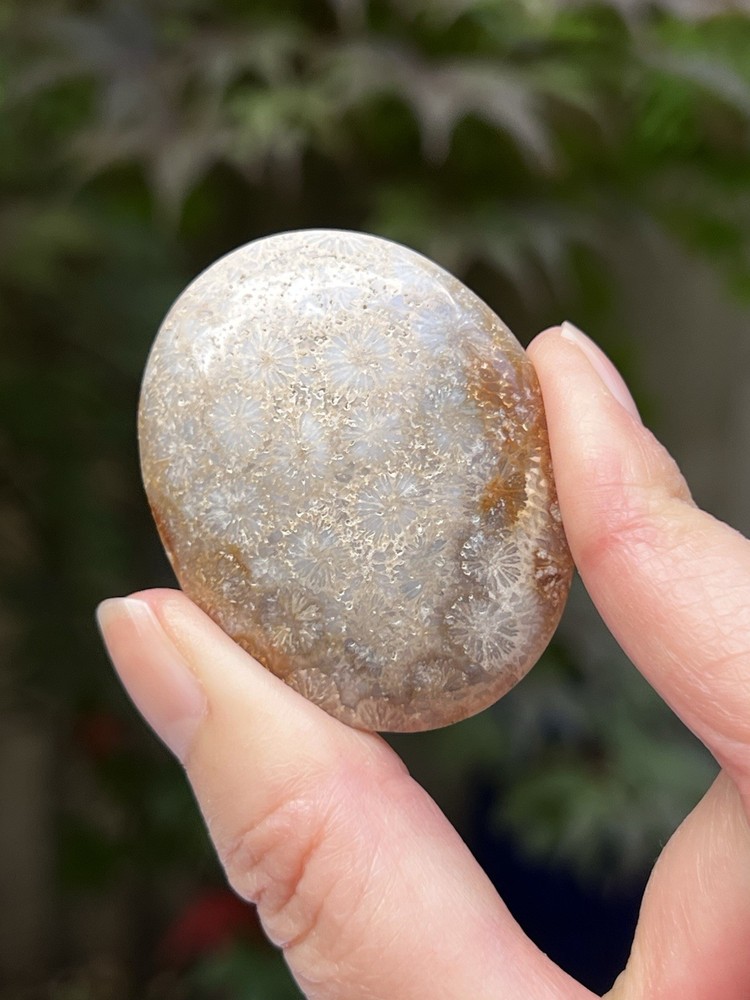 Fossilized Coral Crystal Palmstone AAA+ 28