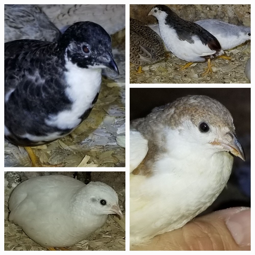 18 ++ Button Quail Hatching Eggs