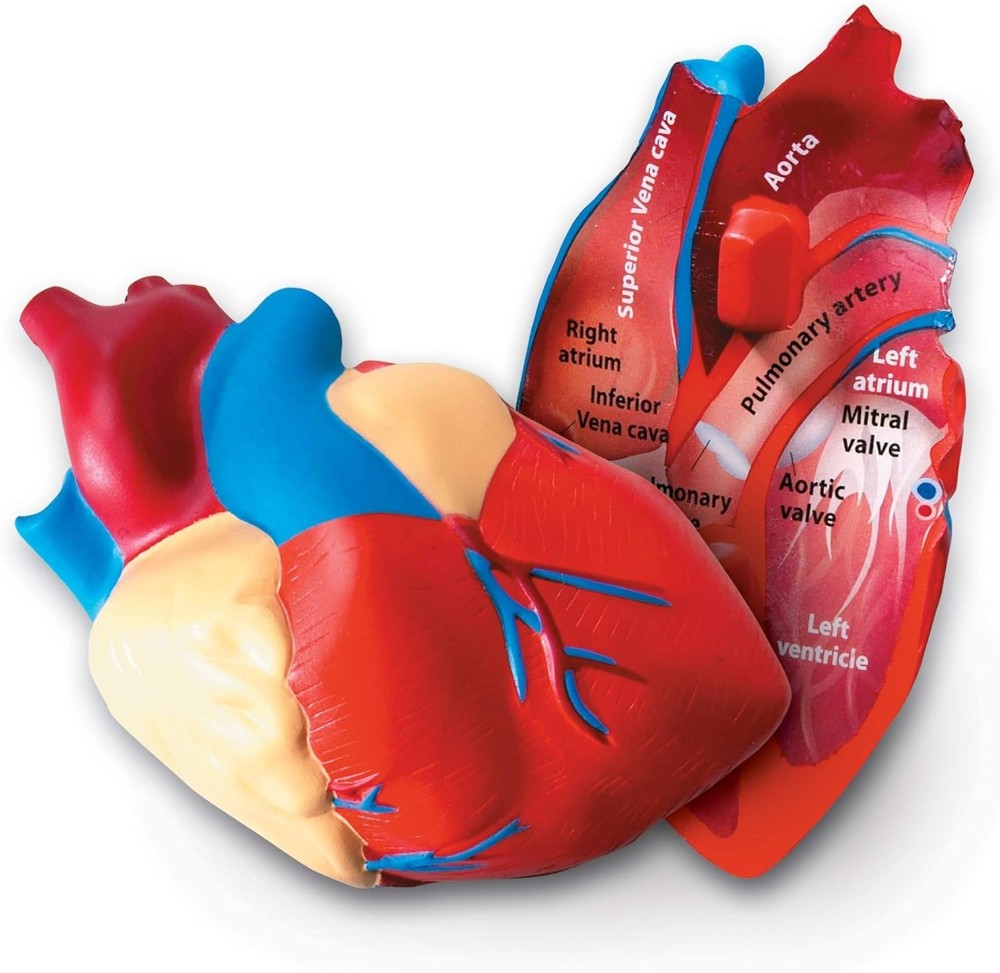 STEM Learning Aid - Cross-Section Heart Model, Lightweight