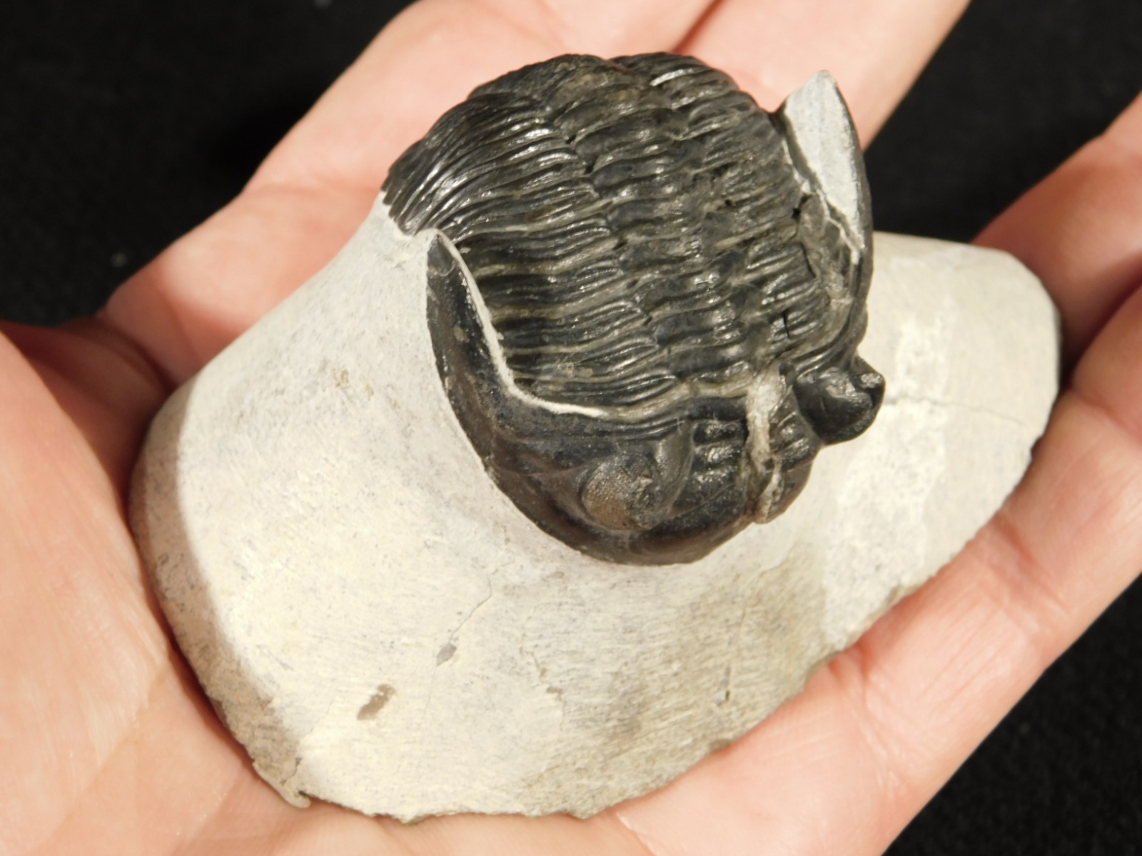 Enrolled! Hollardops TRILOBITE Fossil Nice and 100% Natural Morocco 208gr