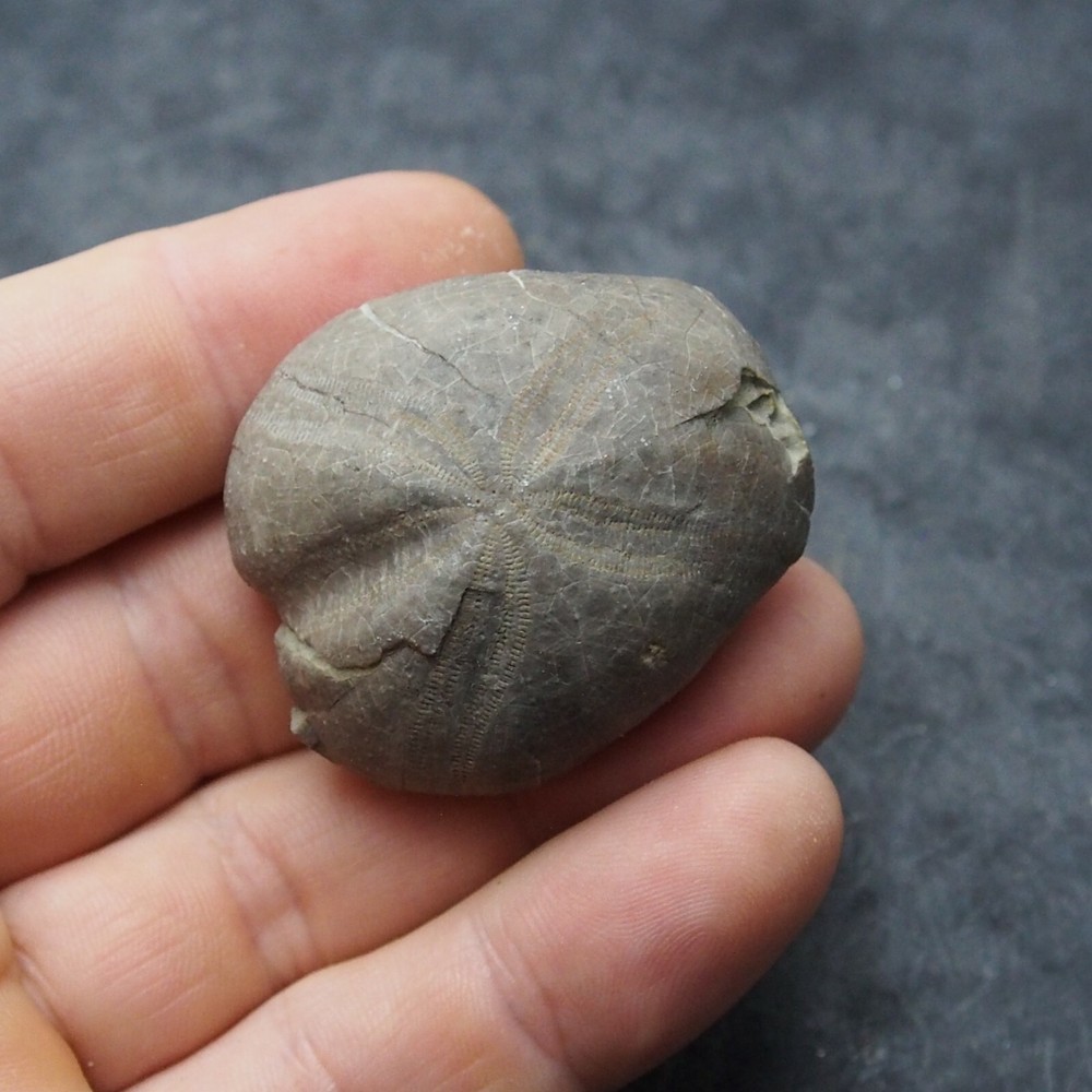 Echinoid 44mm Toxaster peroni Fossil Natural Sea Urchin
