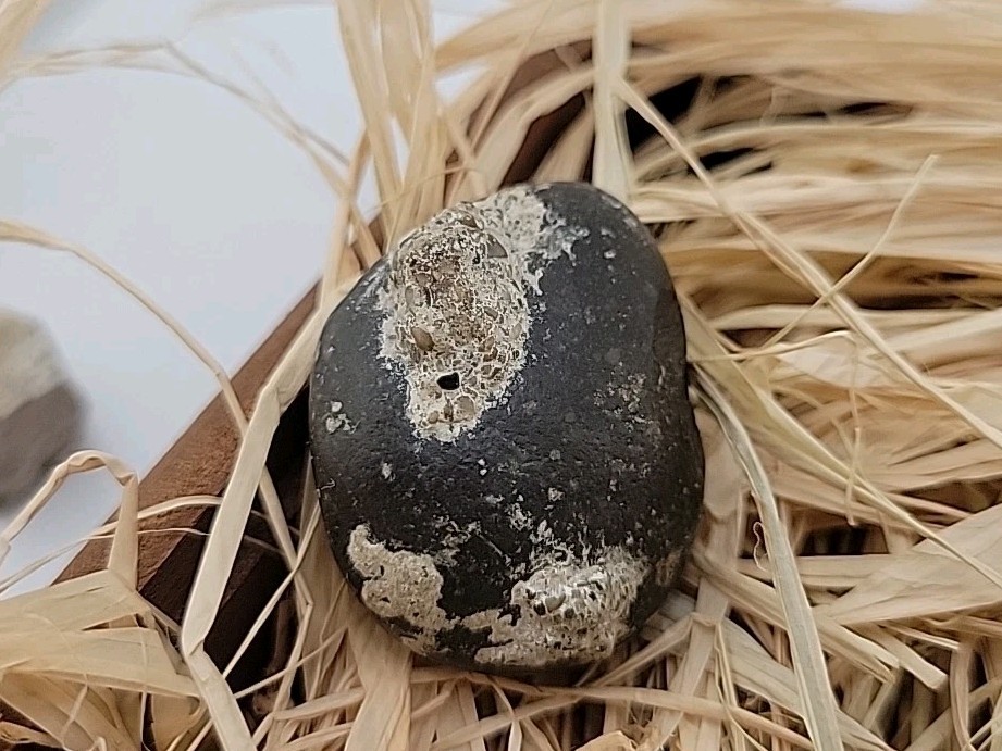 Real Permineralized Reptile Egg Fossil