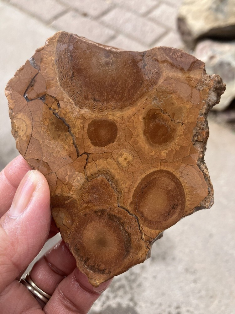 Obicular Jasper Slab