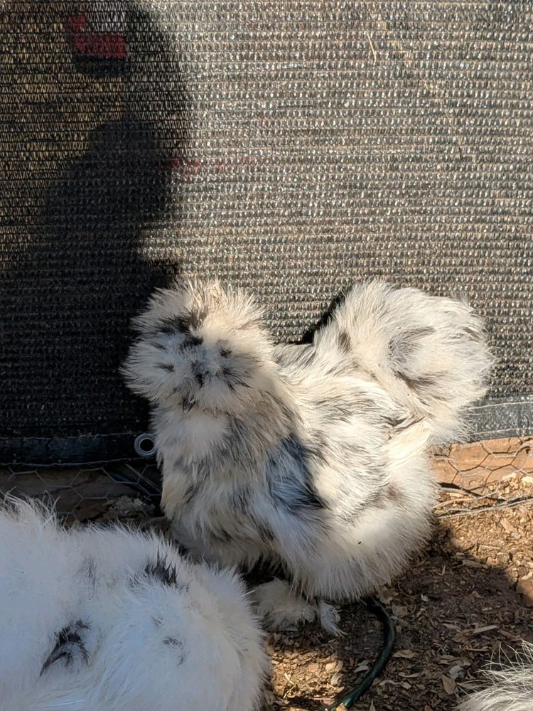 12 Quality Buff & Paint Eggs NPIP