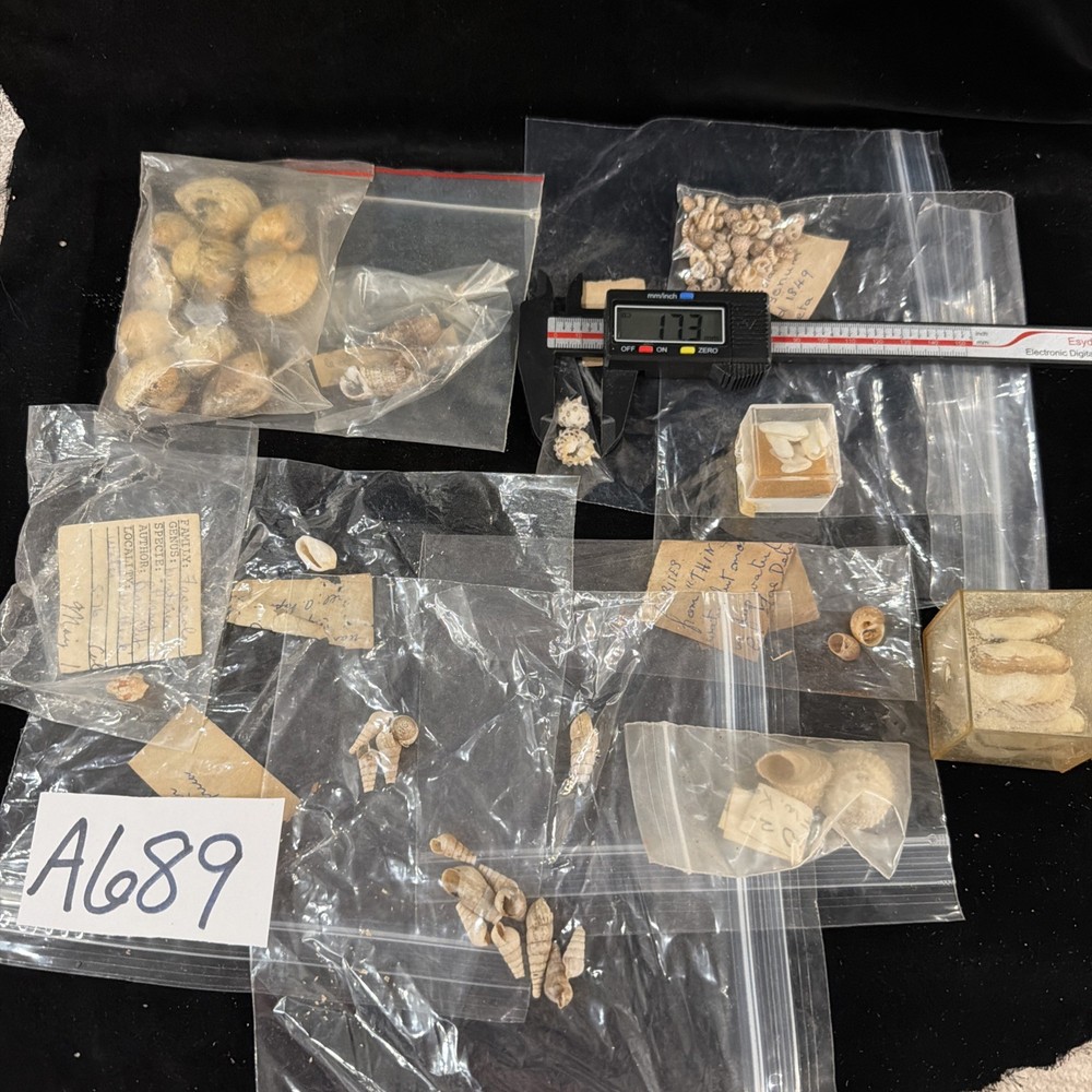 Tiny Vintage Shell Collection W/ Data Various Types (A689)