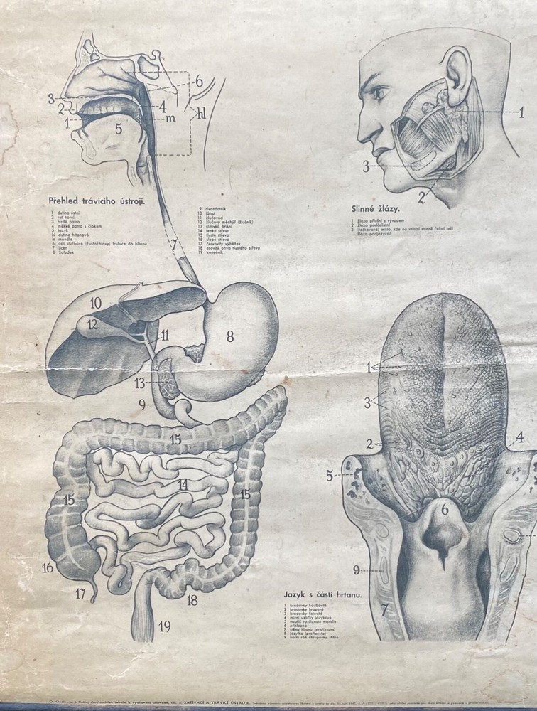 Original 1950s anatomical school chart human teeth & digestive system