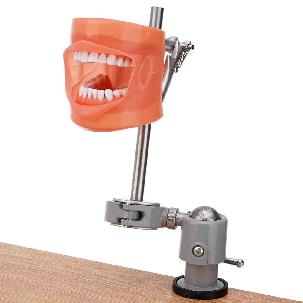 Dental Mannequin Teeth Model Set 360° Rotating 32 Teeth Removeable Mounting Pole