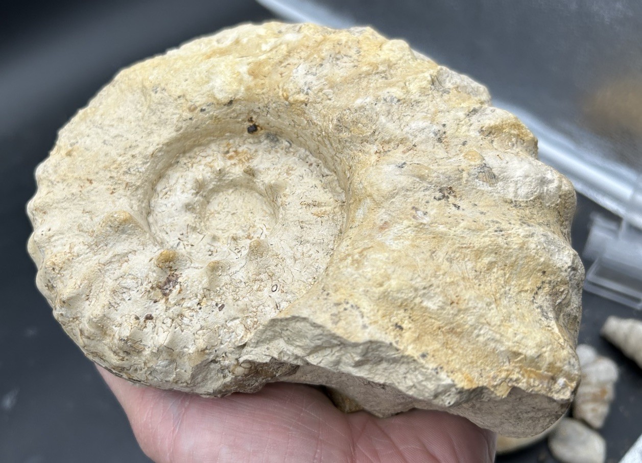 SUPERB 7.5” Cretaceous Mortoniceras Sp.Texas Fossil Ammonite!CRAZY Oyster Party!
