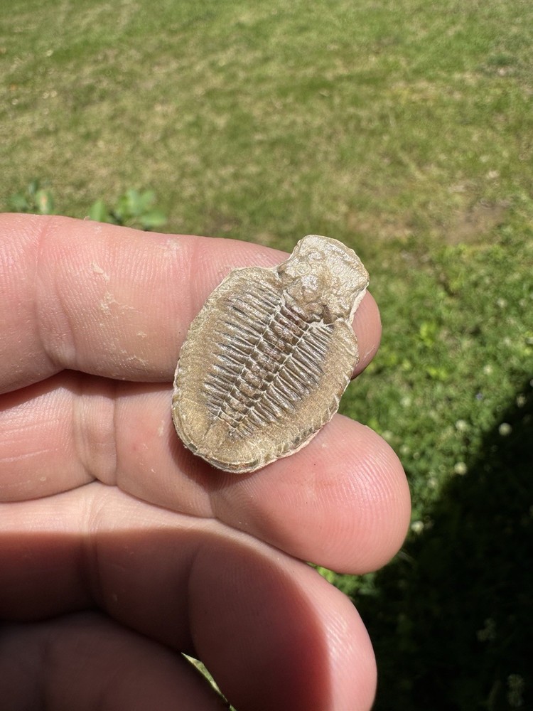 Nice Trilobite Fossil