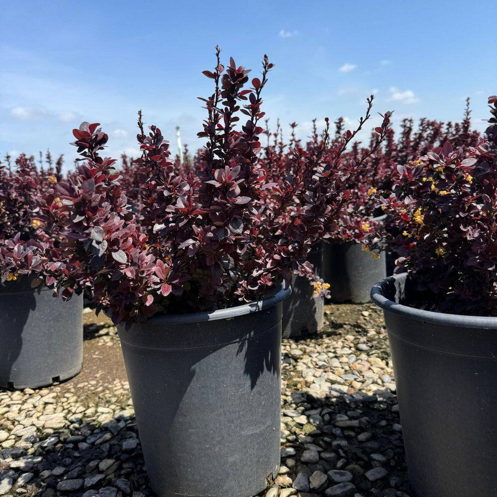 #5 Container Berberis T Concorde' Shrub Plant (2-Pack)