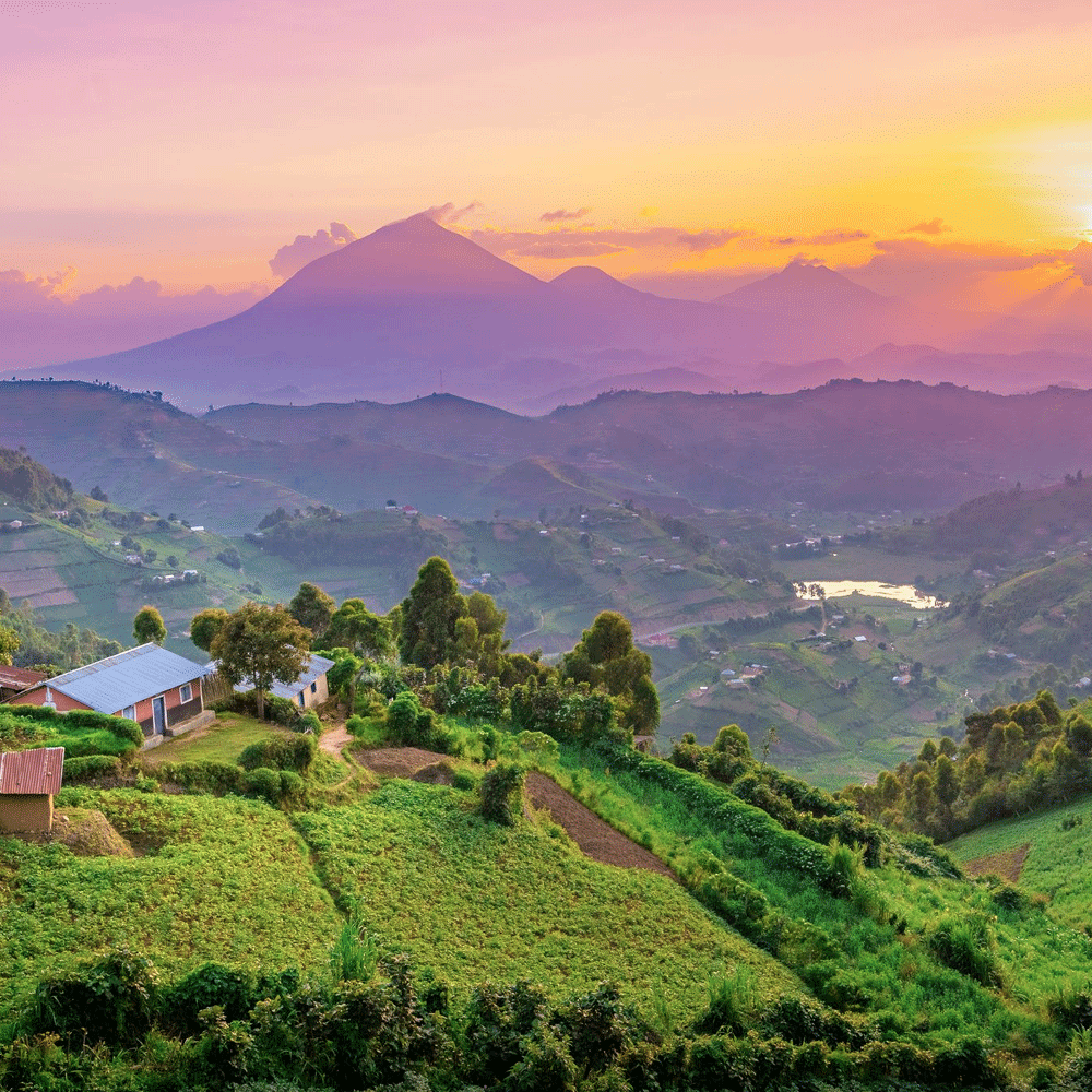 100% Jamaican Blue Mountain Coffee Beans Medium Roasted 1 Pound Bag