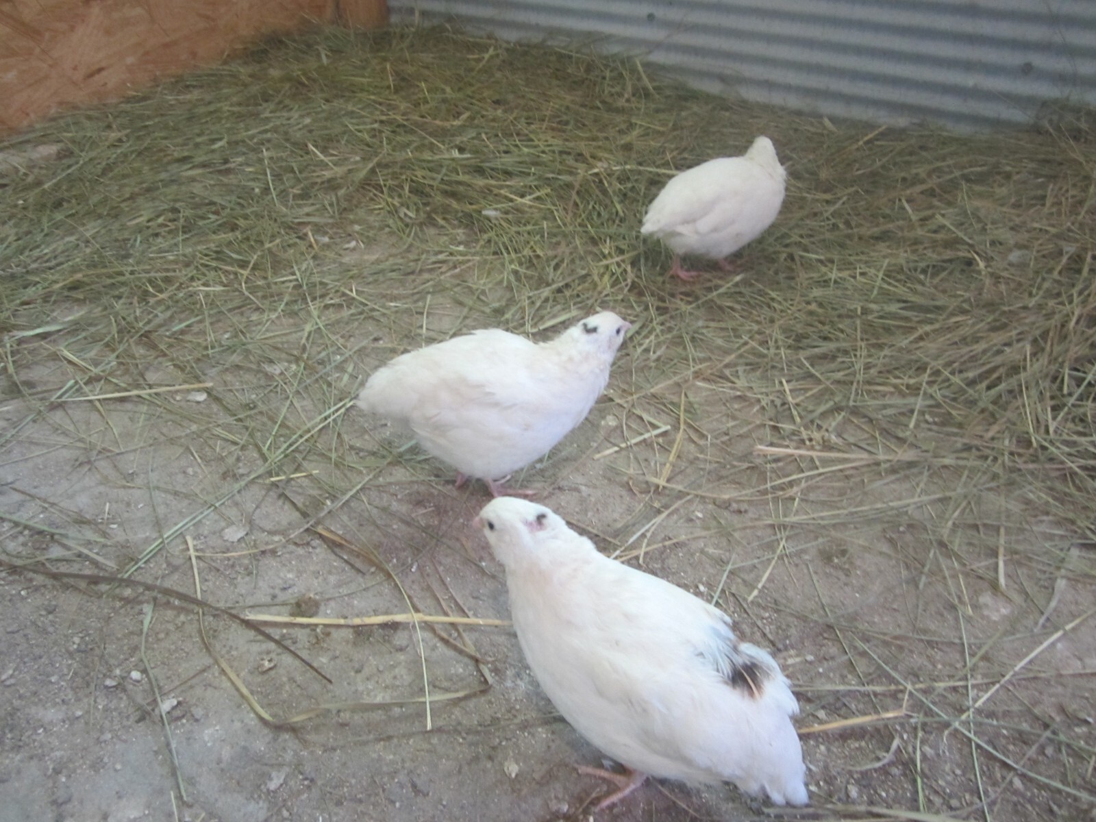 30+30 Extra large Jumbo white and Extra Large Jumbo Brown hatching eggs