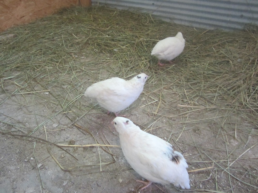 30 Extra large Jumbo white/Texas A&M hatching eggs HEATED shipping