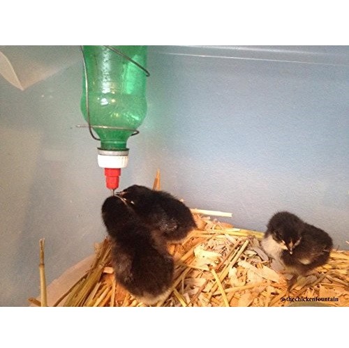 The Chicken Fountain Brooder Bottle Cap