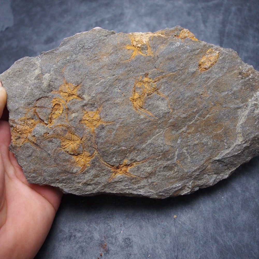 Edrioasteroid Protaster sp. Echinoderms Ordovician Fossil Fossilien