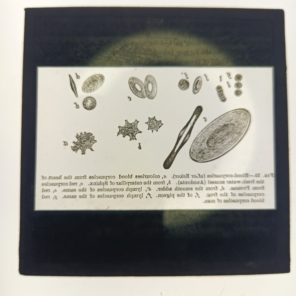 Victorian Magic Lantern Slide – Comparative Blood Corpuscles – Microscopy