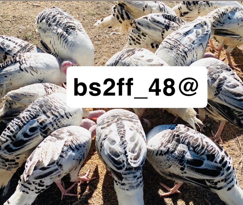 12 Royal Palm Turkey Hatching Eggs